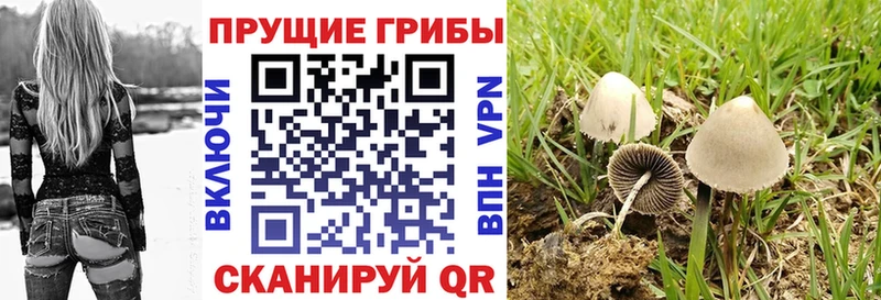 закладка  Гаджиево  Галлюциногенные грибы ЛСД 